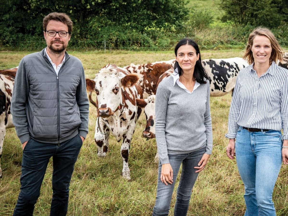 Personnes devant des vaches